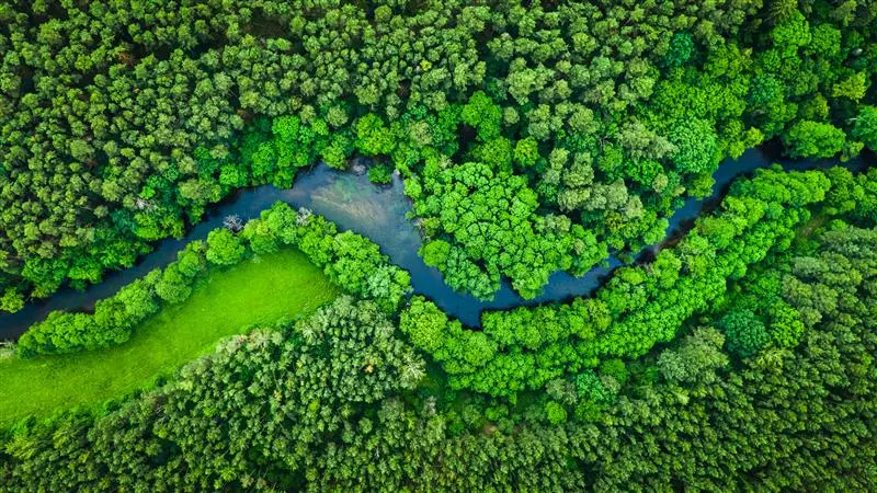 Zelená lesní krajina jako symbol oblastí udržitelnosti a ESG ve společnosti KiK